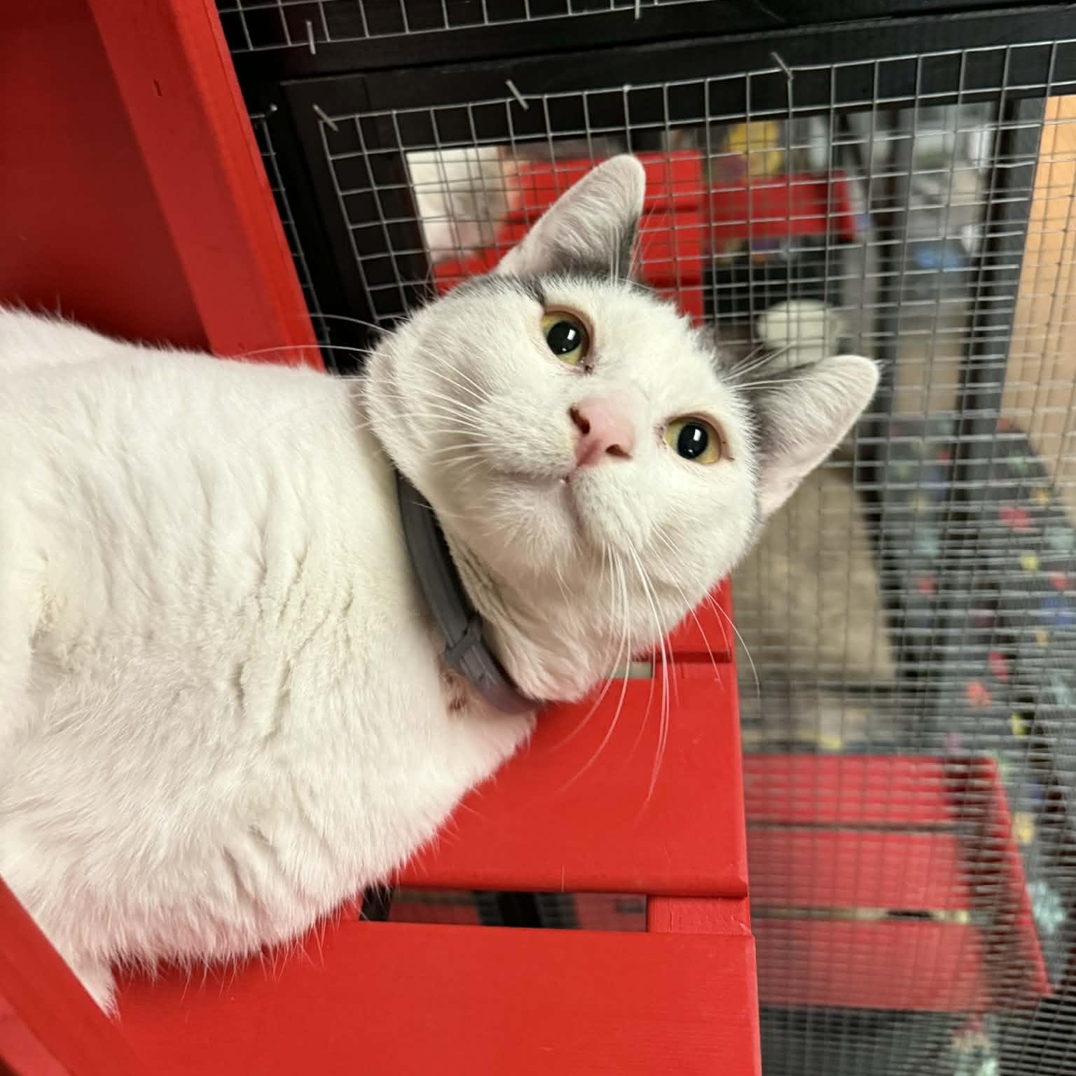 Enlarge Trouble Puffs, a Adoptable mixed breed in Antioch, CA image 6/6