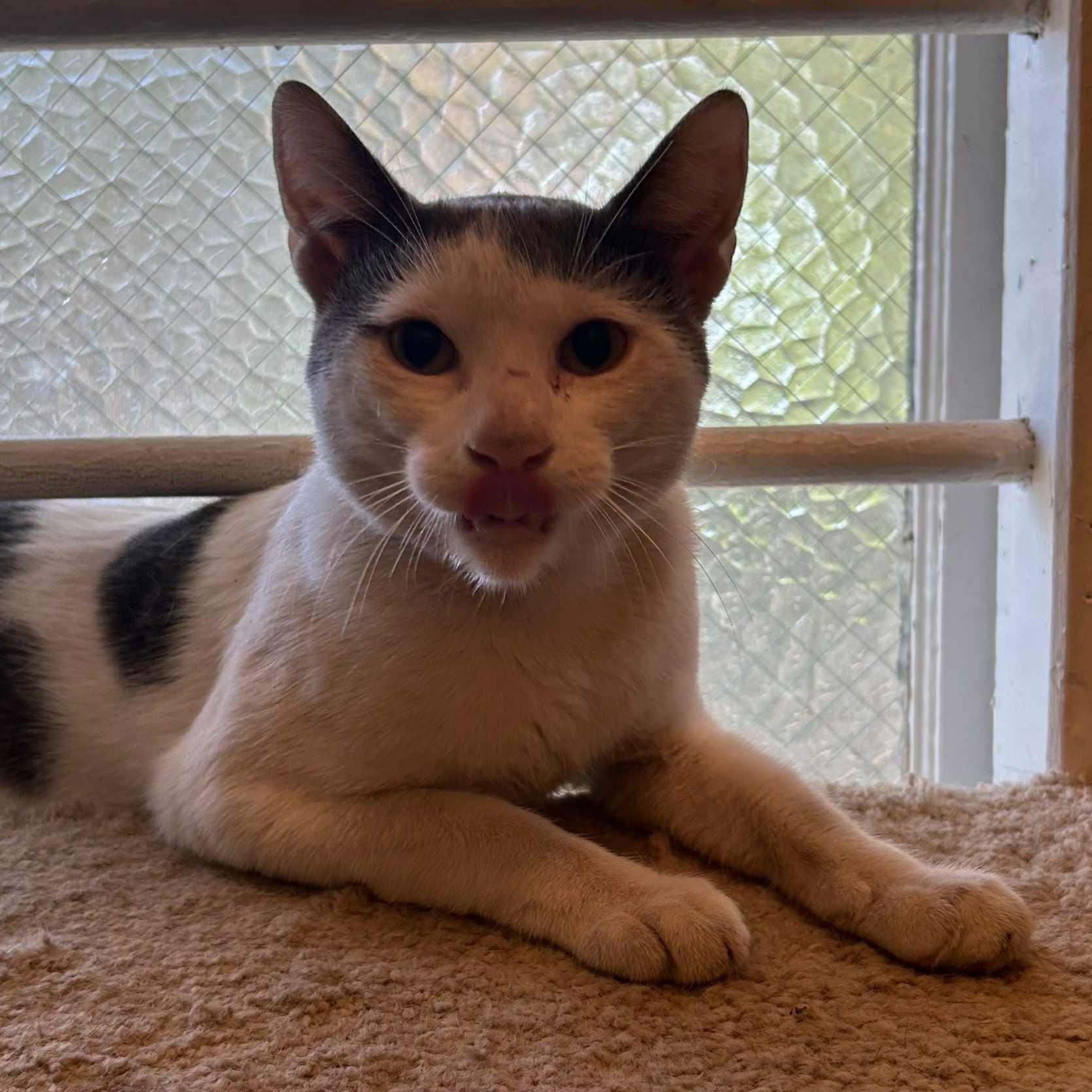 Enlarge Trouble Puffs, a Adoptable mixed breed in Antioch, CA image 3/6