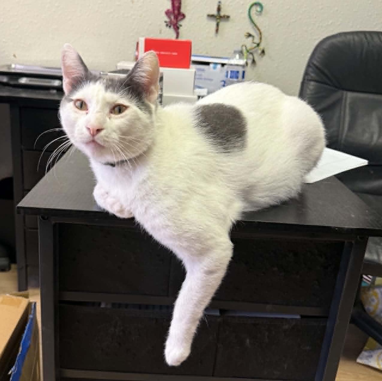 Enlarge Trouble Puffs, a Adoptable mixed breed in Antioch, CA image 1/5