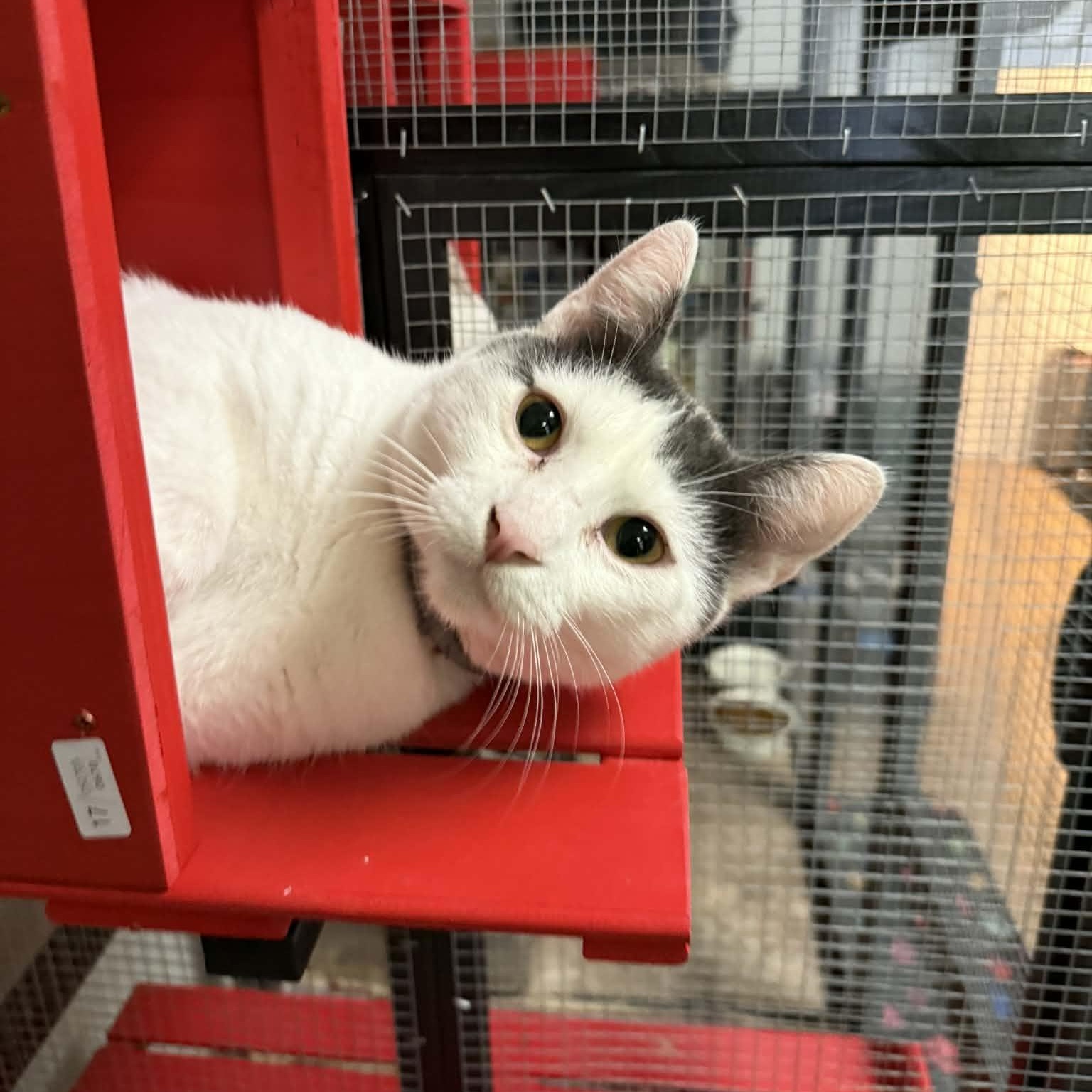 Enlarge Trouble Puffs, a Adoptable mixed breed in Antioch, CA image 2/6