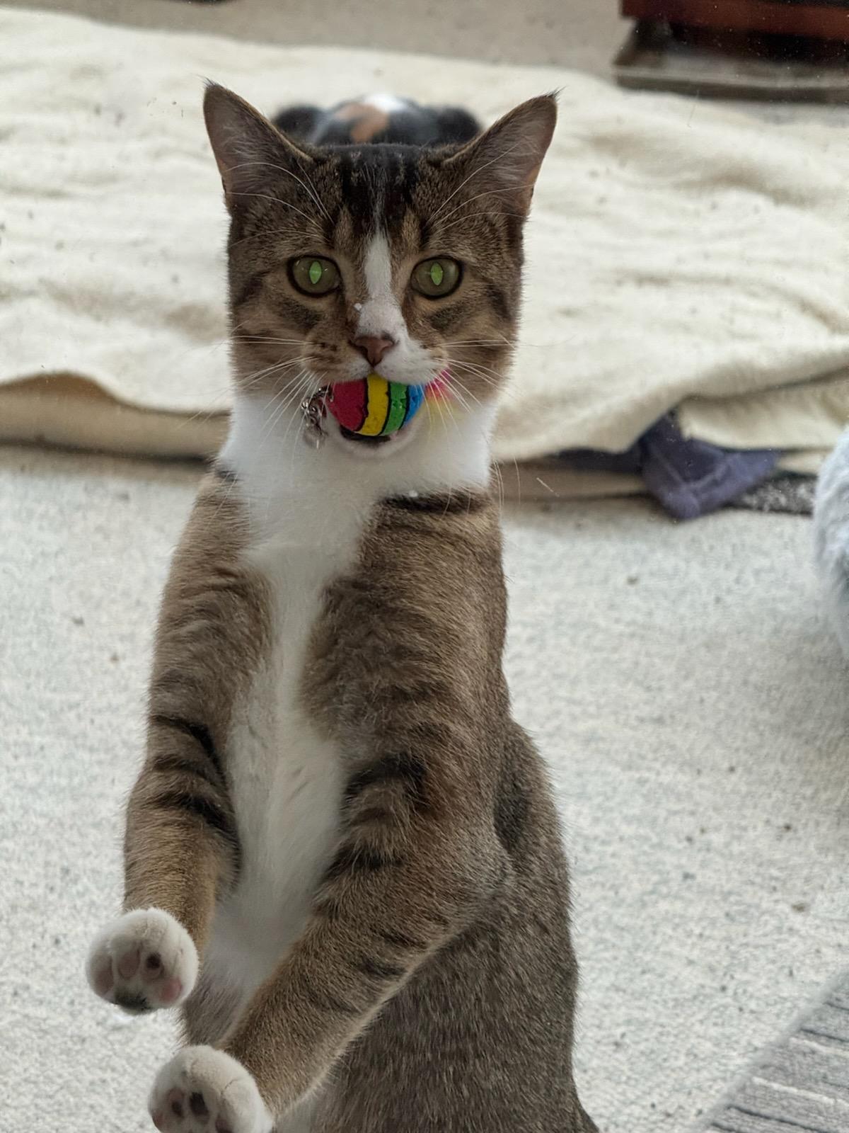 Squirt, ADOPTABLE, Young Male Domestic Short Hair.