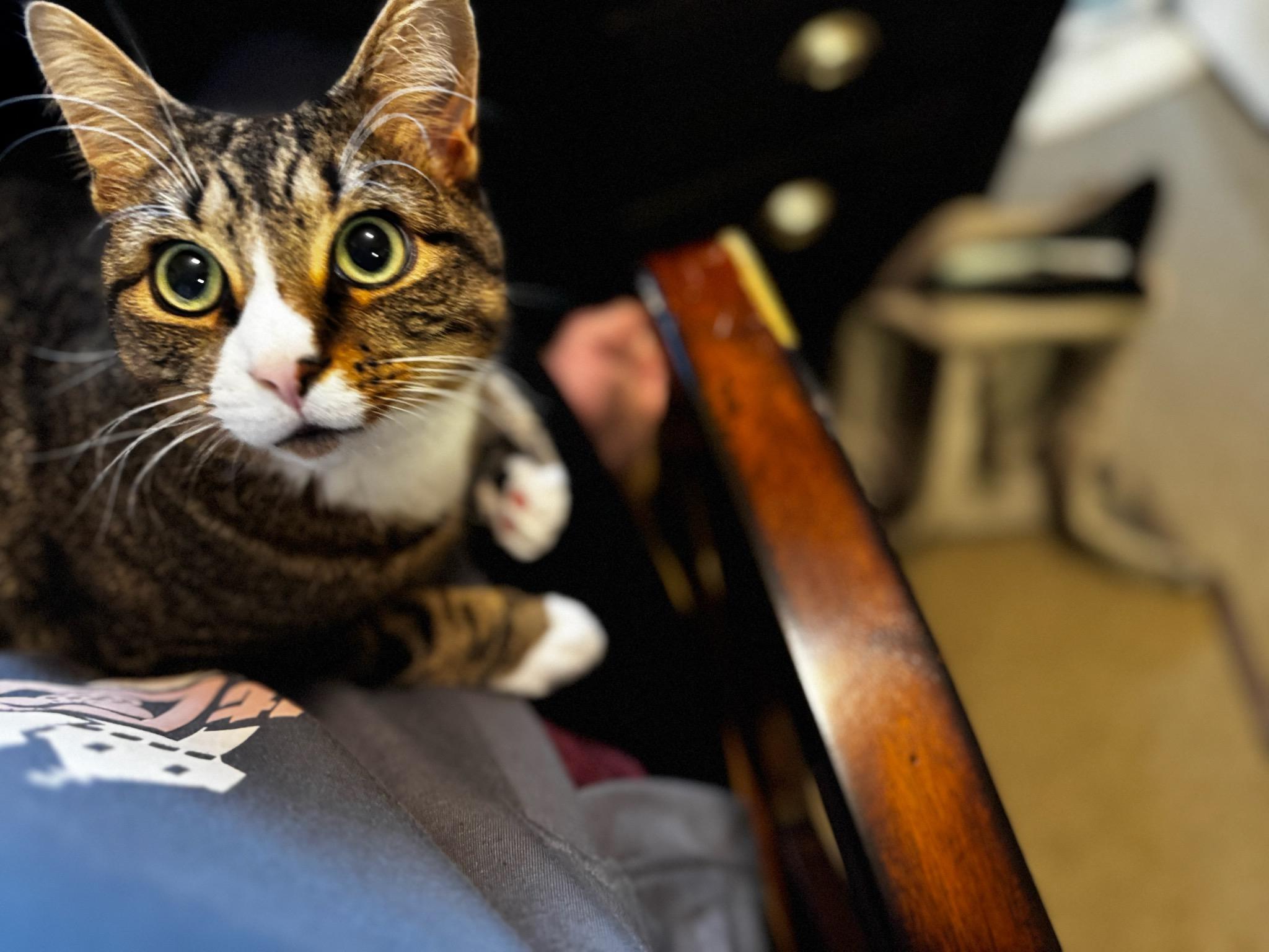 Squirt, a ADOPTABLE Domestic Short Hair in Glenwood, MN image 2/2