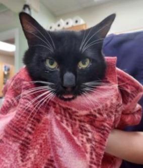 Hansel (aka Ansel) FIV+, Adoptable, Adult Male Domestic Medium Hair.