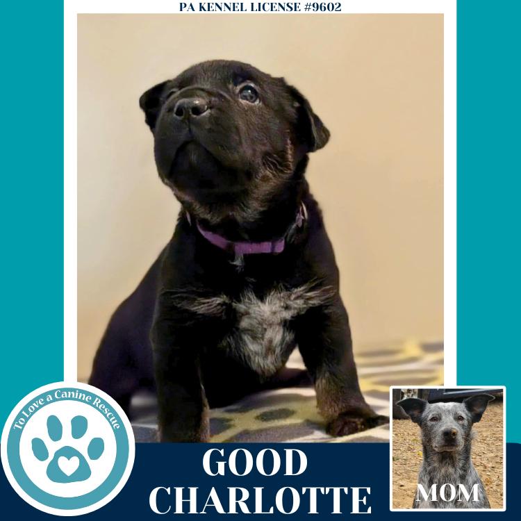 Enlarge Good Charlotte (Ellie May's Warped Tour Setlist), a Adoptable mixed breed in Kimberton, PA image 1/6