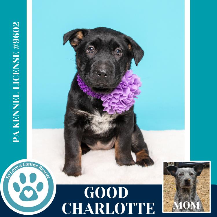 Enlarge Good Charlotte (Ellie May's Warped Tour Setlist), a Adoptable mixed breed in Kimberton, PA image 2/6