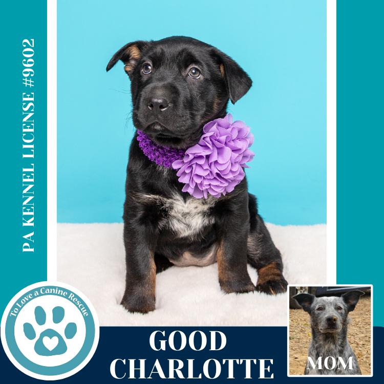 Good Charlotte thumbnail 4