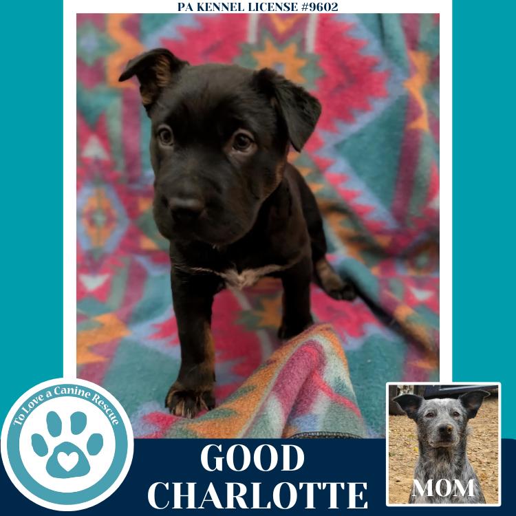 Good Charlotte thumbnail 5