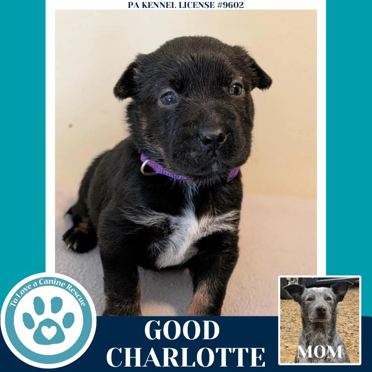 Enlarge Good Charlotte (Ellie May's Warped Tour Setlist), a Adoptable mixed breed in Kimberton, PA image 6/6