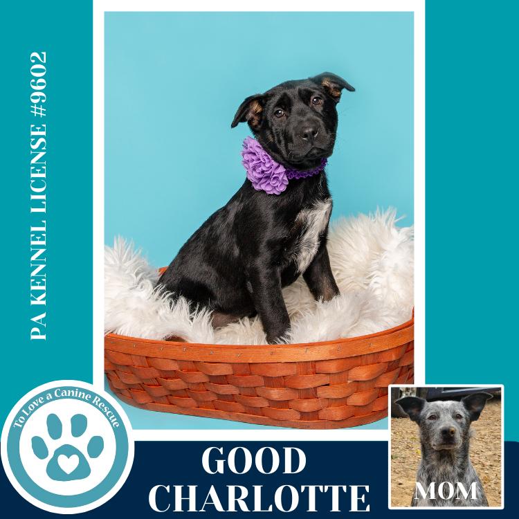 Enlarge Good Charlotte (Ellie May's Warped Tour Setlist), a Adoptable mixed breed in Kimberton, PA image 5/5