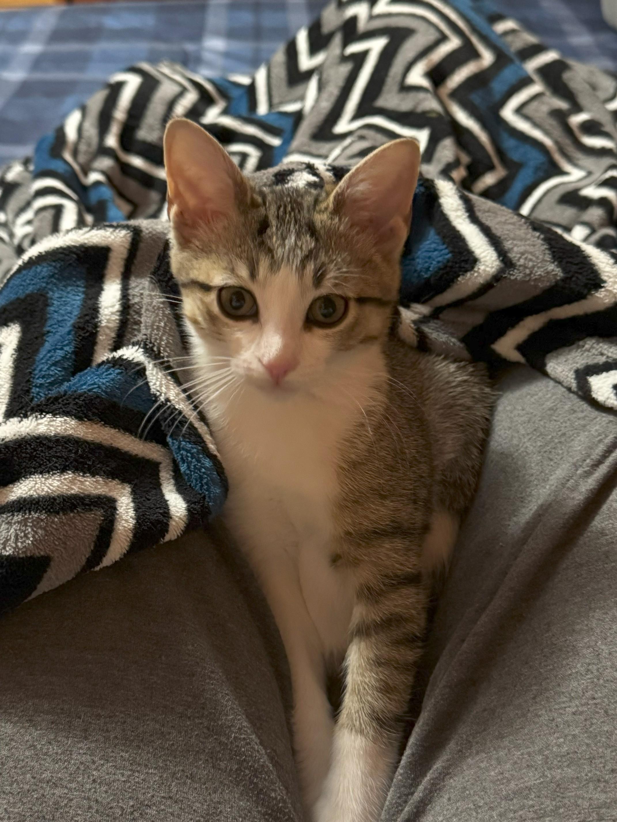 Enlarge Sugar, an adopted Domestic Short Hair in Johnson City, TN image 4/5