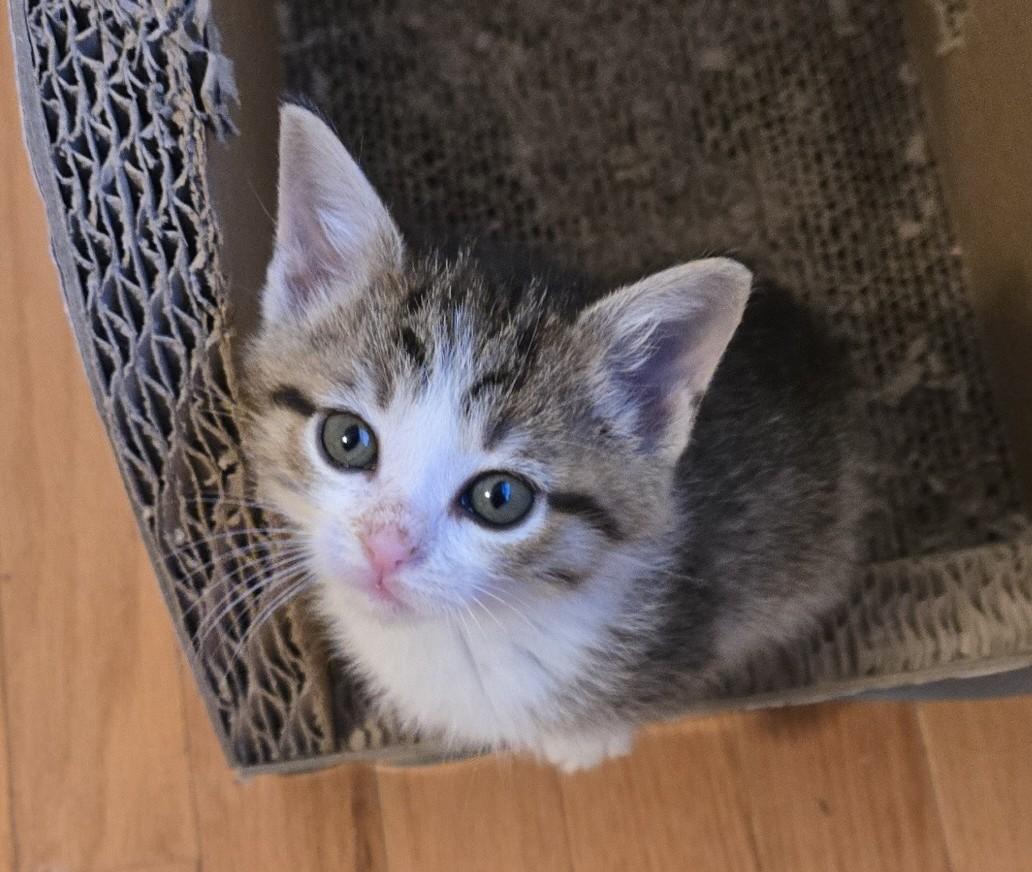 Sugar, Adoptable, Kitten Female Domestic Short Hair.