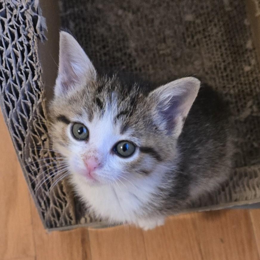 Enlarge Sugar, an adopted Domestic Short Hair in Johnson City, TN image 2/5