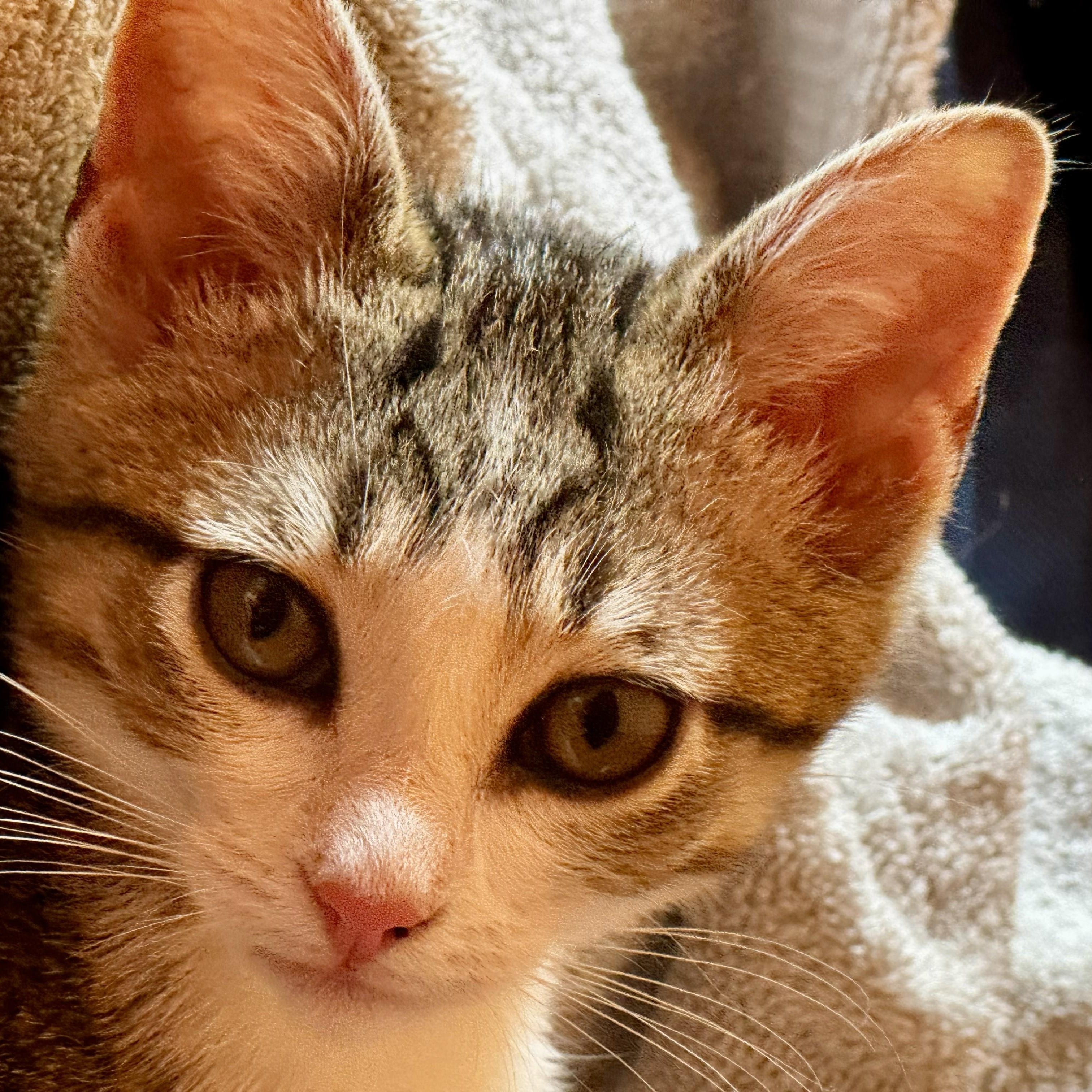 Enlarge Sugar, an adopted Domestic Short Hair in Johnson City, TN image 3/5