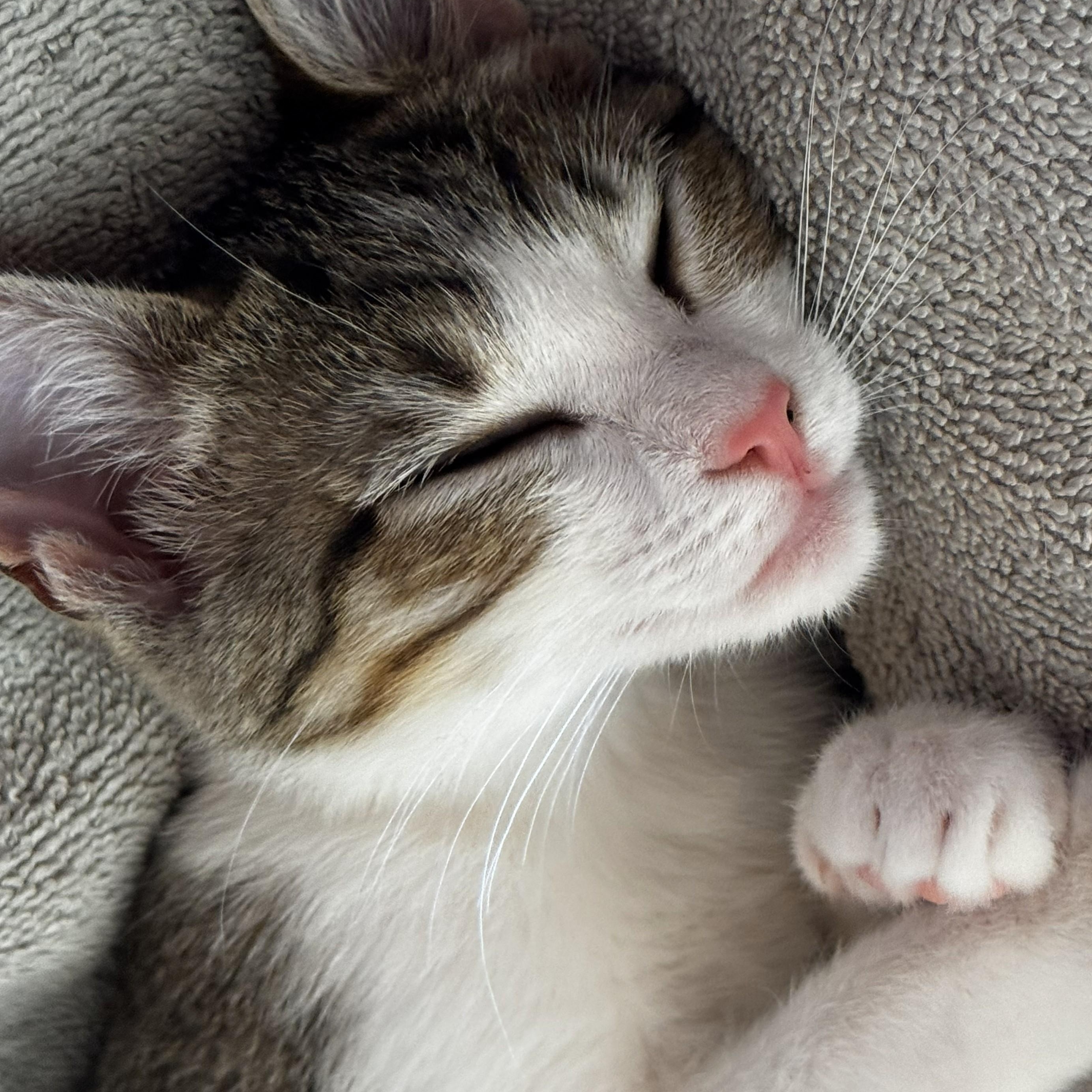 Enlarge Sugar, an adopted Domestic Short Hair in Johnson City, TN image 1/5