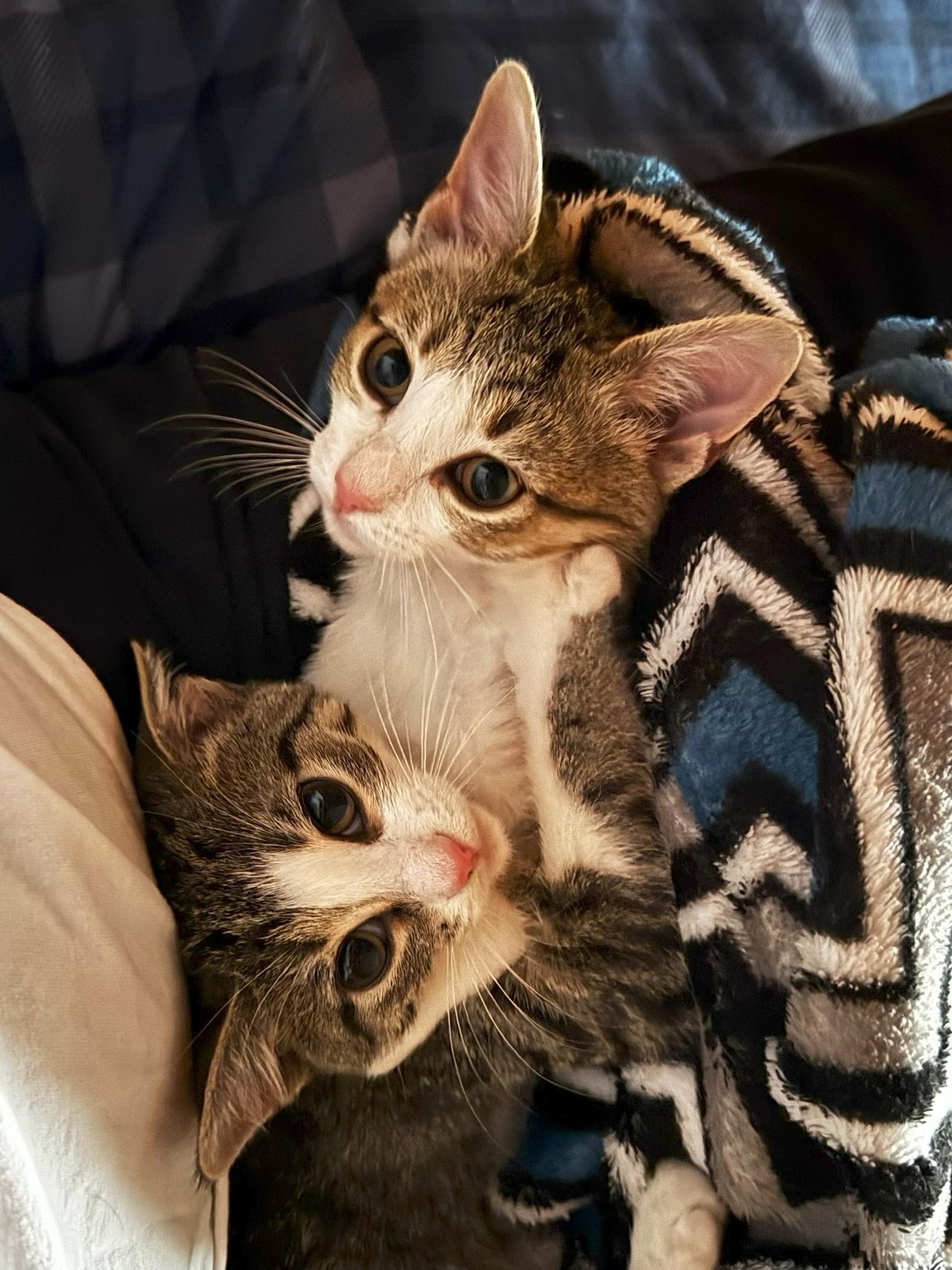 Enlarge Sugar, an adopted Domestic Short Hair in Johnson City, TN image 5/5