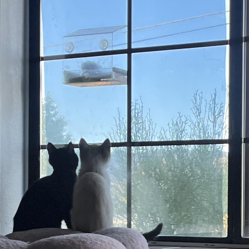 Frack, Adoptable, Young Male Domestic Short Hair.