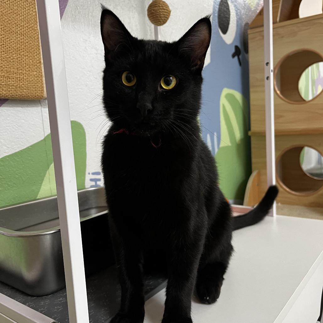 Enlarge Frack, a Adoptable Domestic Short Hair in Yucca Valley, CA image 2/6