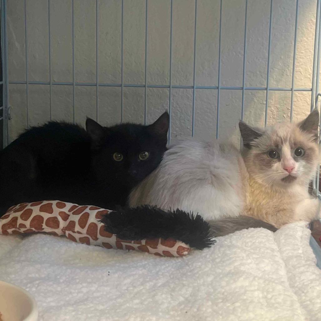 Enlarge Frack, a Adoptable Domestic Short Hair in Yucca Valley, CA image 3/6