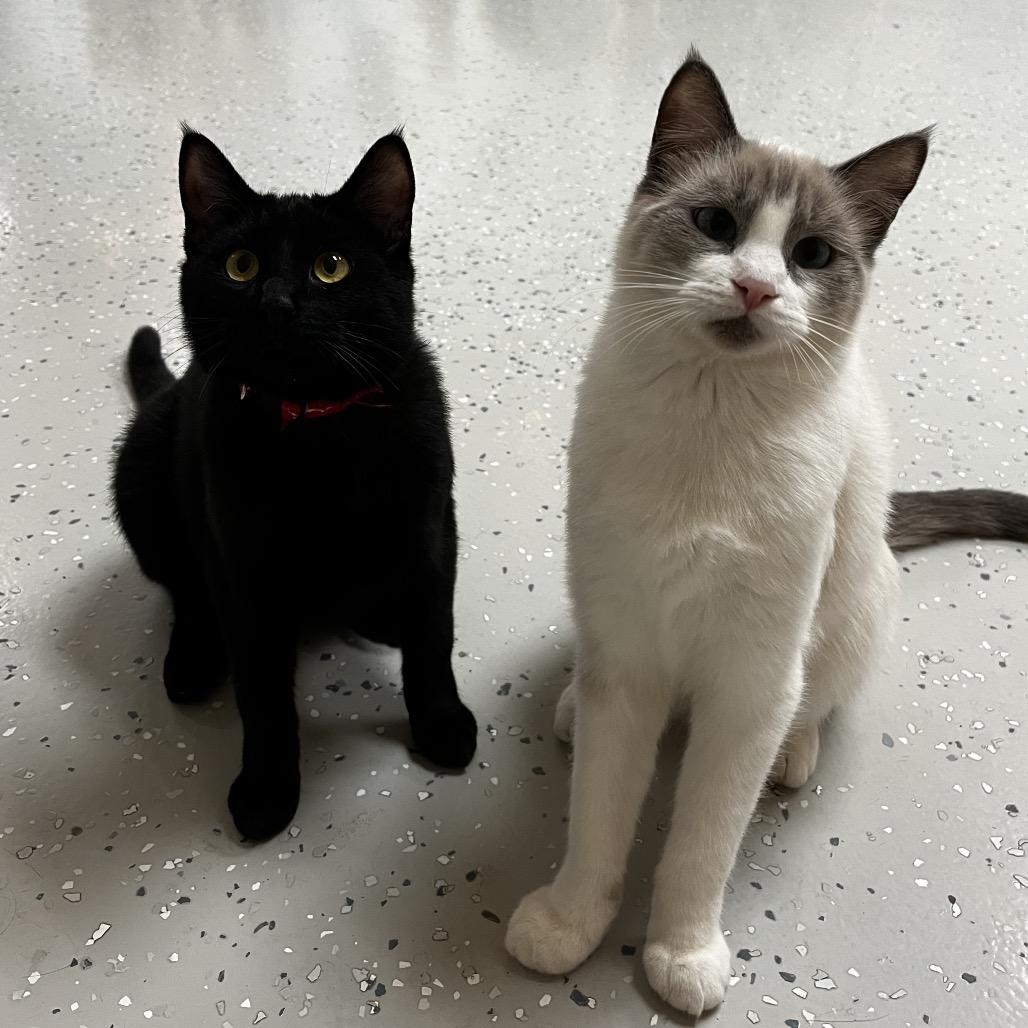 Enlarge Frack, a Adoptable Domestic Short Hair in Yucca Valley, CA image 4/6