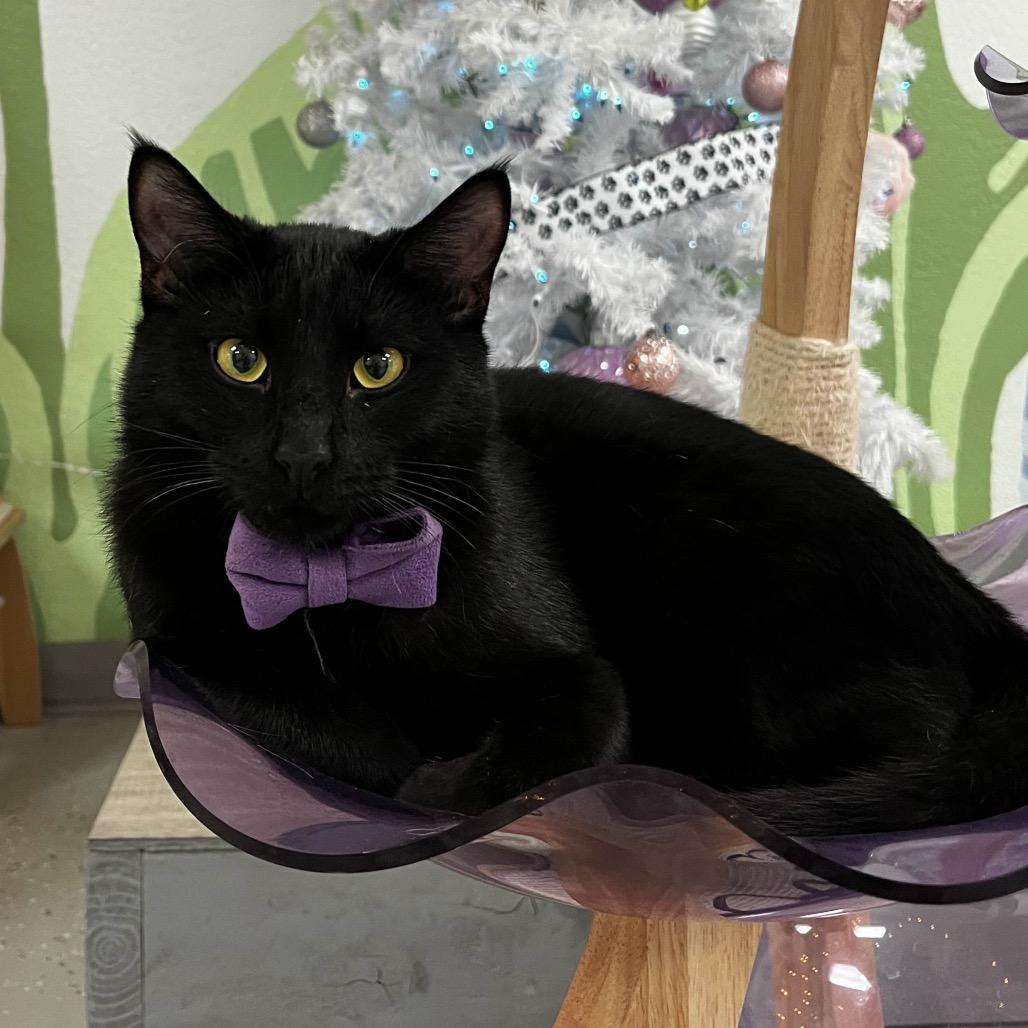 Enlarge Frack, a Adoptable Domestic Short Hair in Yucca Valley, CA image 5/6