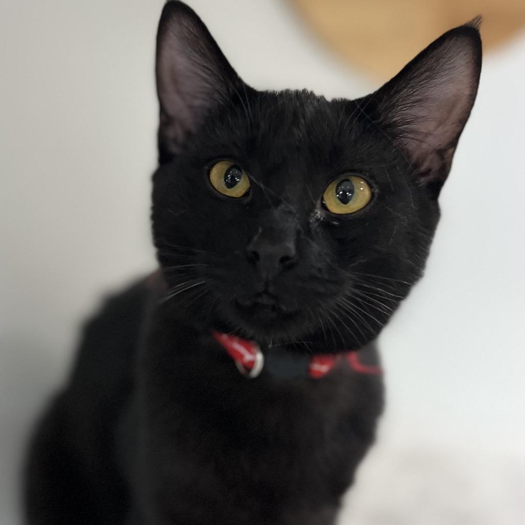 Enlarge Frack, a Adoptable Domestic Short Hair in Yucca Valley, CA image 6/6