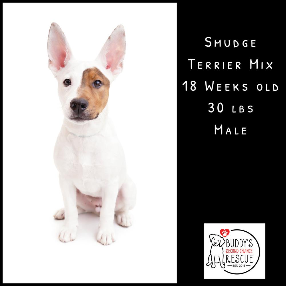 Smudge, Adoptable, Puppy Male Terrier.