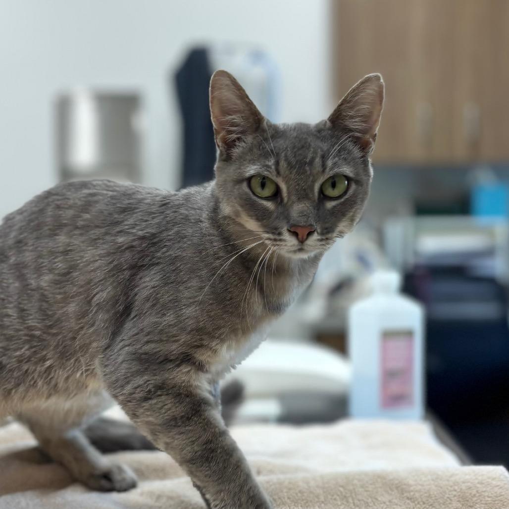 Twinkle Toes, Adoptable, Adult Female Domestic Short Hair.
