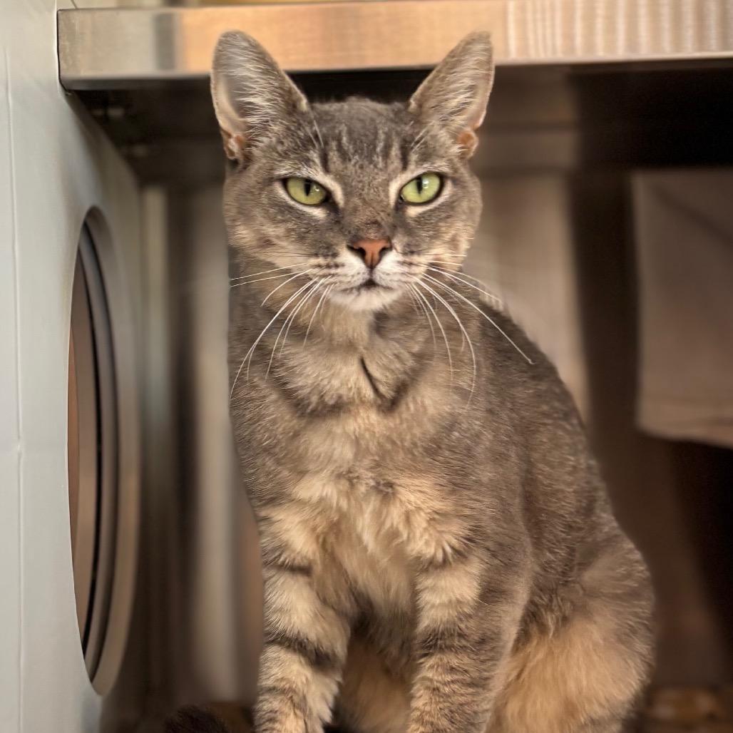 Enlarge Twinkle Toes, a Adoptable Domestic Short Hair in Nashville, IN image 2/4