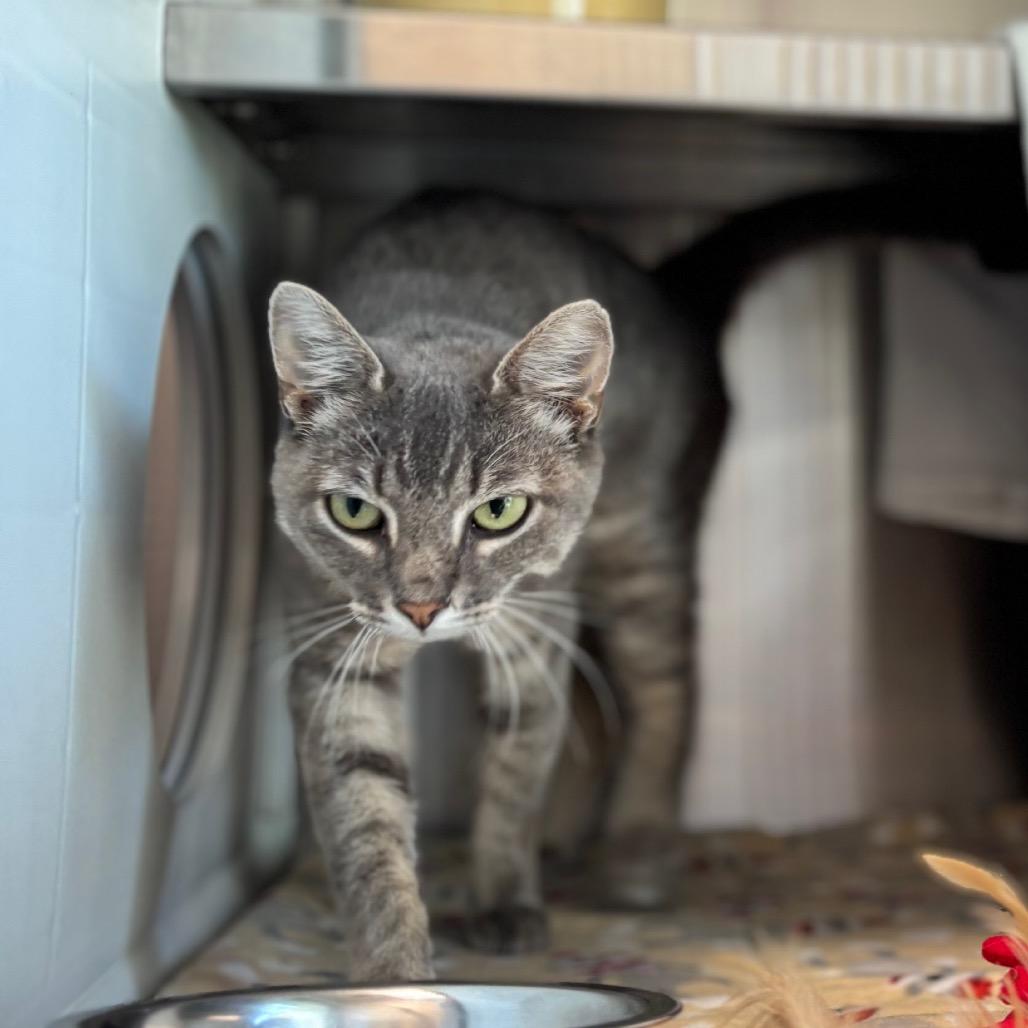 Enlarge Twinkle Toes, a Adoptable Domestic Short Hair in Nashville, IN image 3/4
