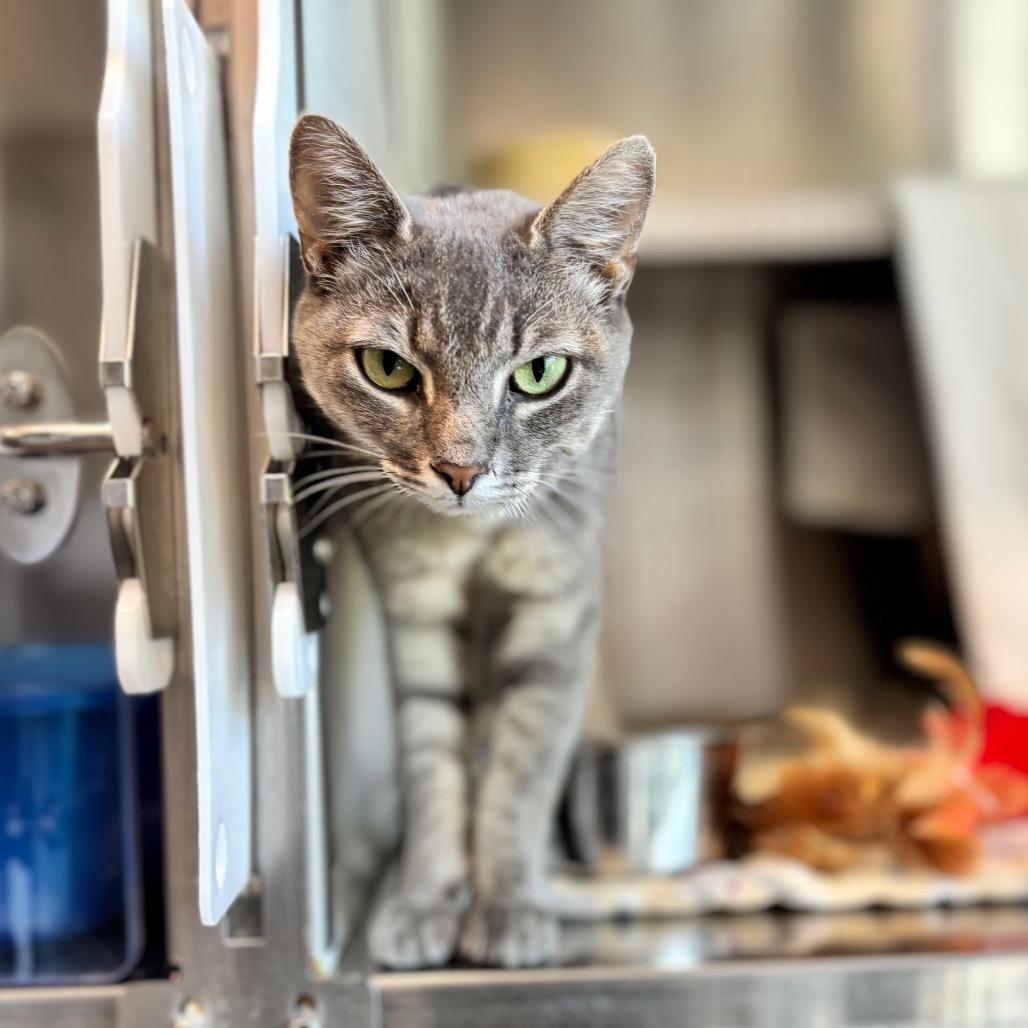 Enlarge Twinkle Toes, a Adoptable Domestic Short Hair in Nashville, IN image 4/4