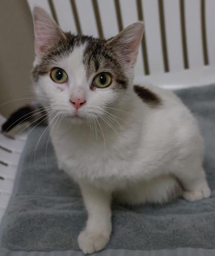 Tofu, a Adoptable mixed breed in Baraboo, WI image 1/3