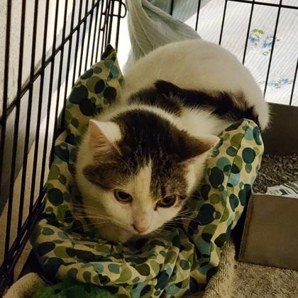 Tofu, Adoptable, Adult Female Domestic Short Hair & Domestic Short Hair.