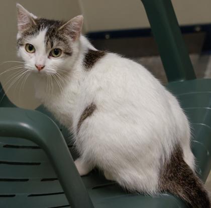Tofu, a Adoptable mixed breed in Baraboo, WI image 2/3