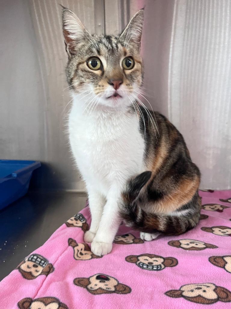 Elly, Adoptable, Young Female Calico.