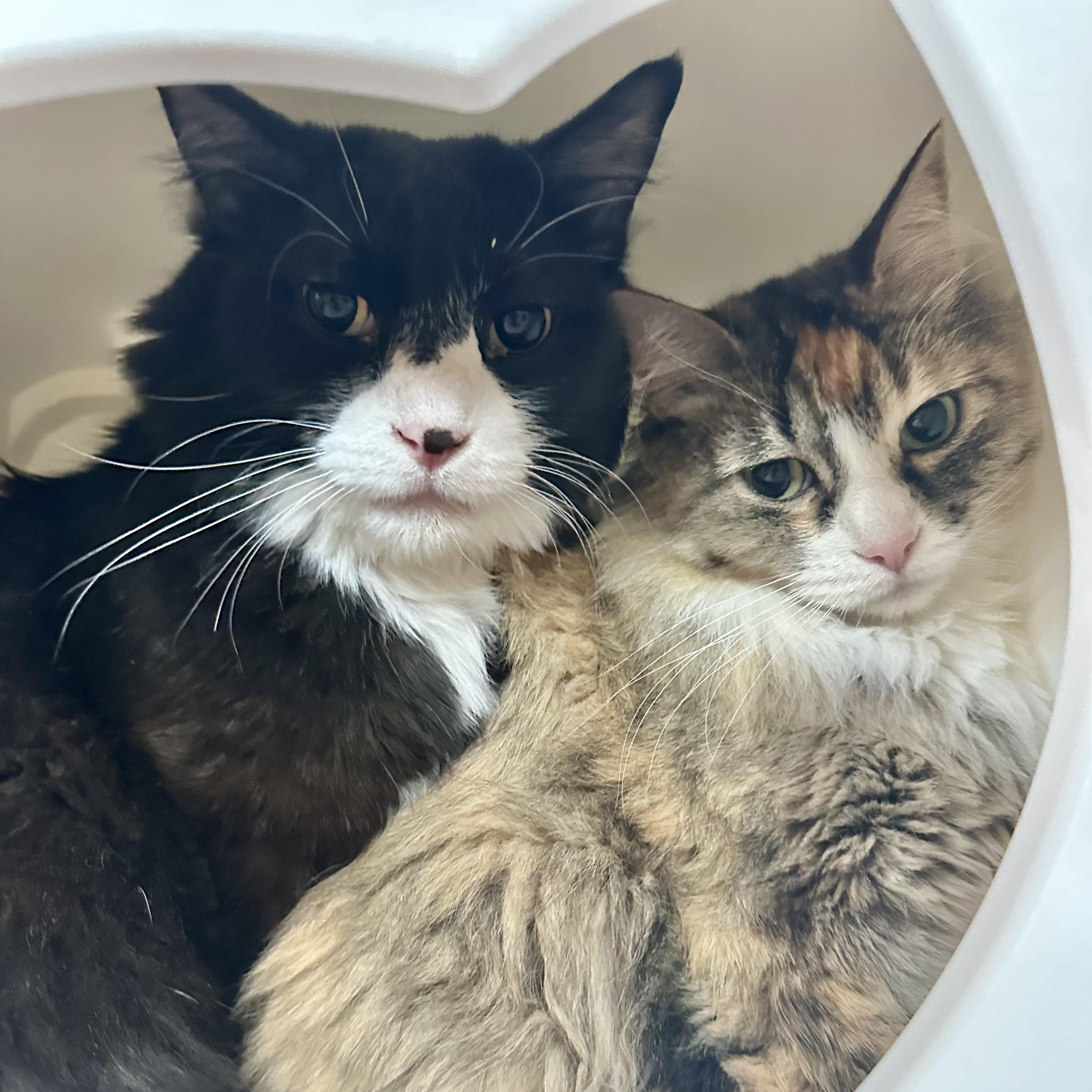 Moose (and Heidi), an adoptable Domestic Medium Hair in Santa Fe, NM, 87501 | Photo Image 2