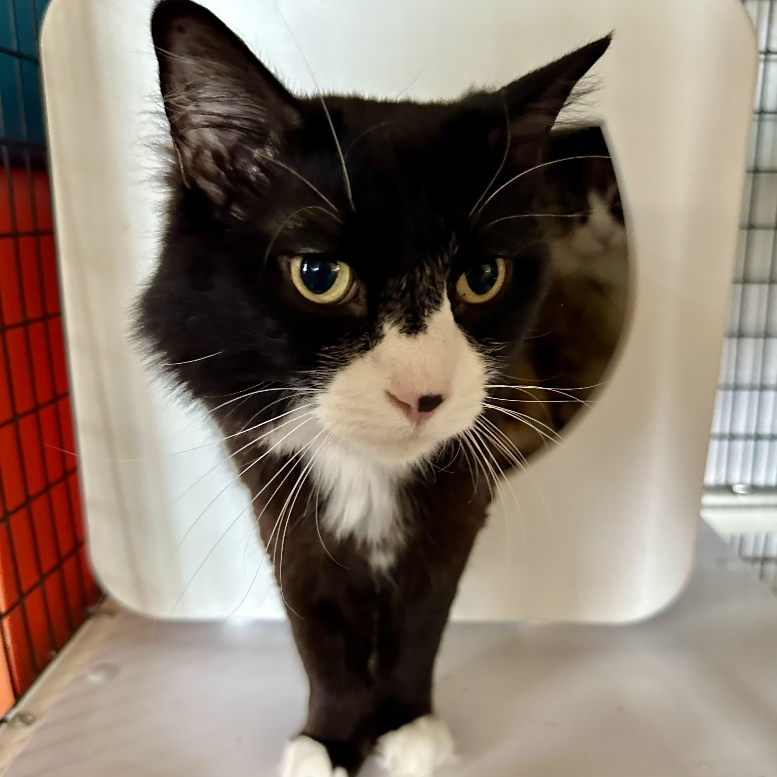 Moose (and Heidi), an adoptable Domestic Medium Hair in Santa Fe, NM, 87501 | Photo Image 1