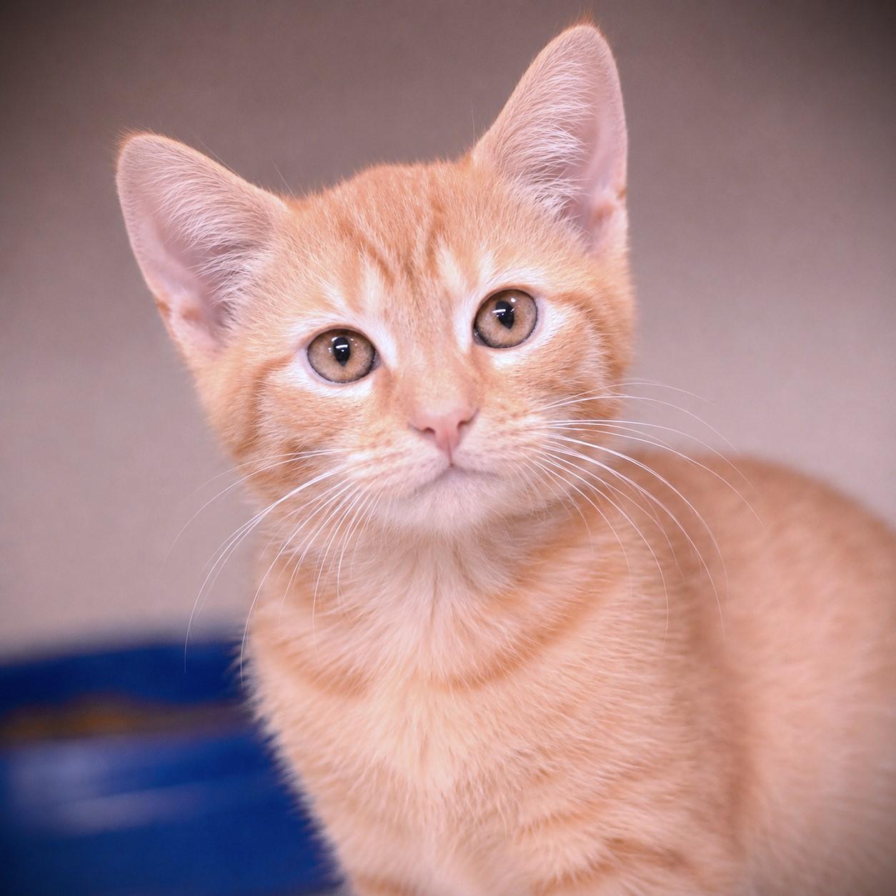 Tigger, adoptable, Kitten Male Domestic Short Hair.