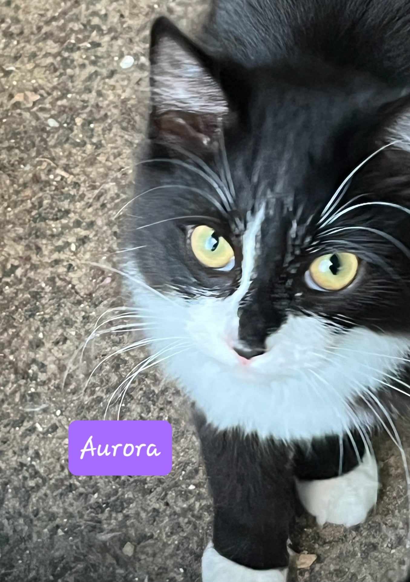 Enlarge Aurora & Eclipse - Adopted, a Adopted Domestic Medium Hair in Hamlin, NY image 1/4