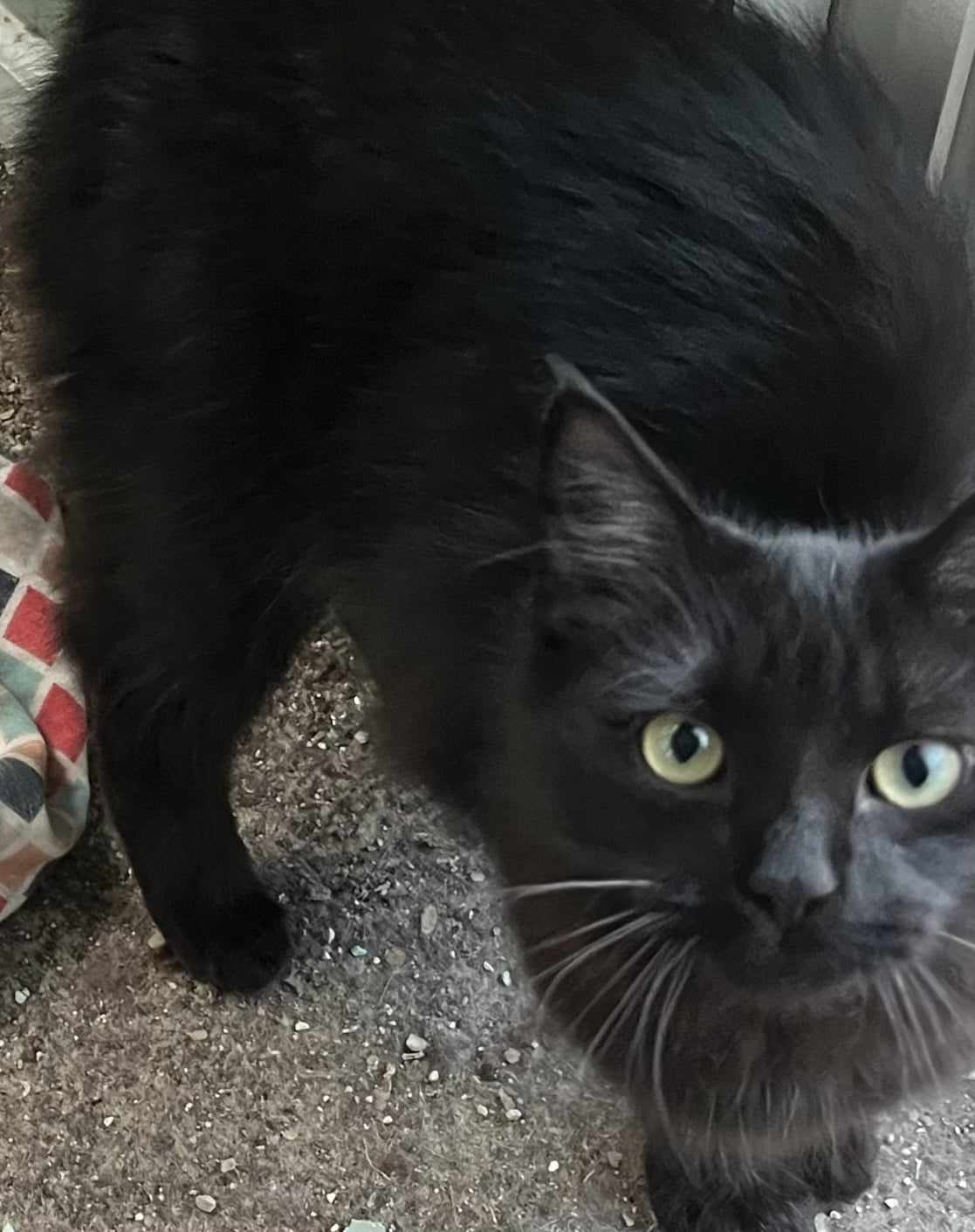 Enlarge Aurora & Eclipse - Adopted, a Adopted Domestic Medium Hair in Hamlin, NY image 2/4