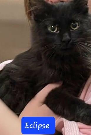 Enlarge Aurora & Eclipse - Adopted, a Adopted Domestic Medium Hair in Hamlin, NY image 3/4