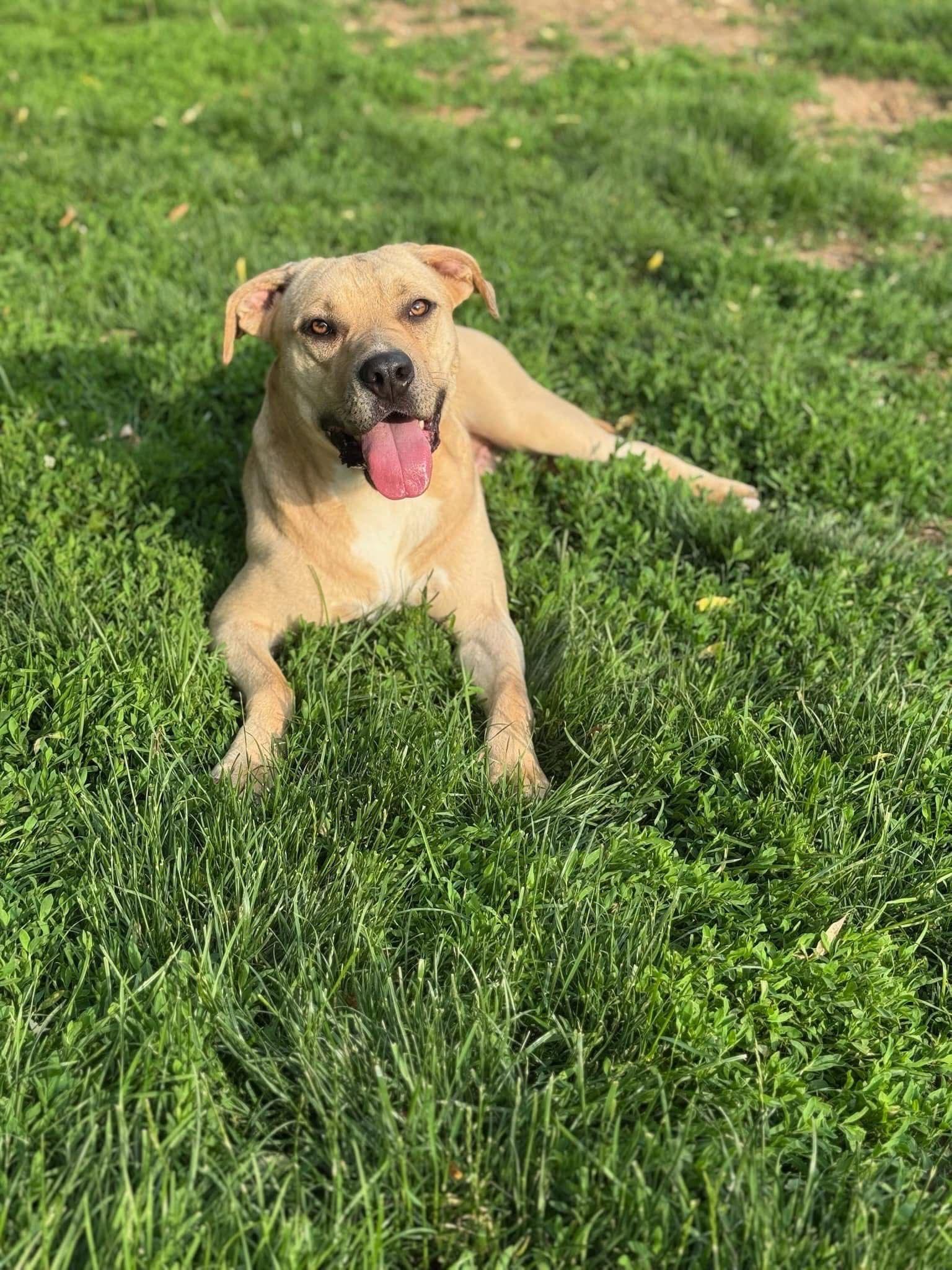 Duke, a Adoptable mixed breed in Walworth, NY image 1/4