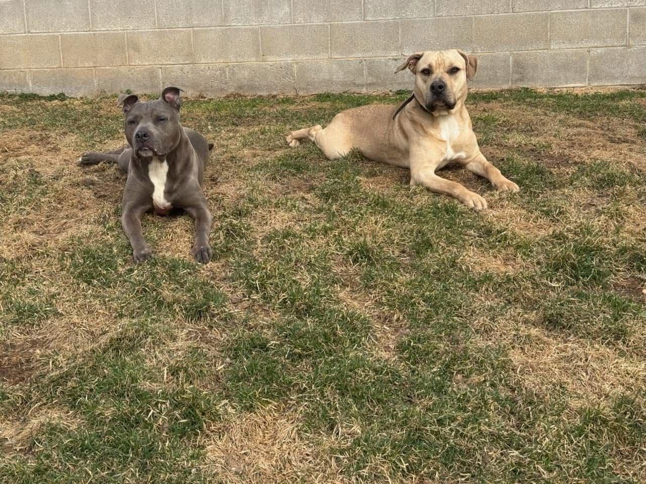 Duke, a Adoptable mixed breed in Walworth, NY image 2/4