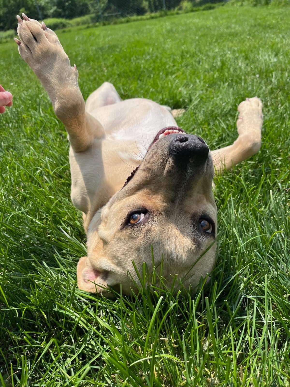 Duke, a Adoptable mixed breed in Walworth, NY image 3/4