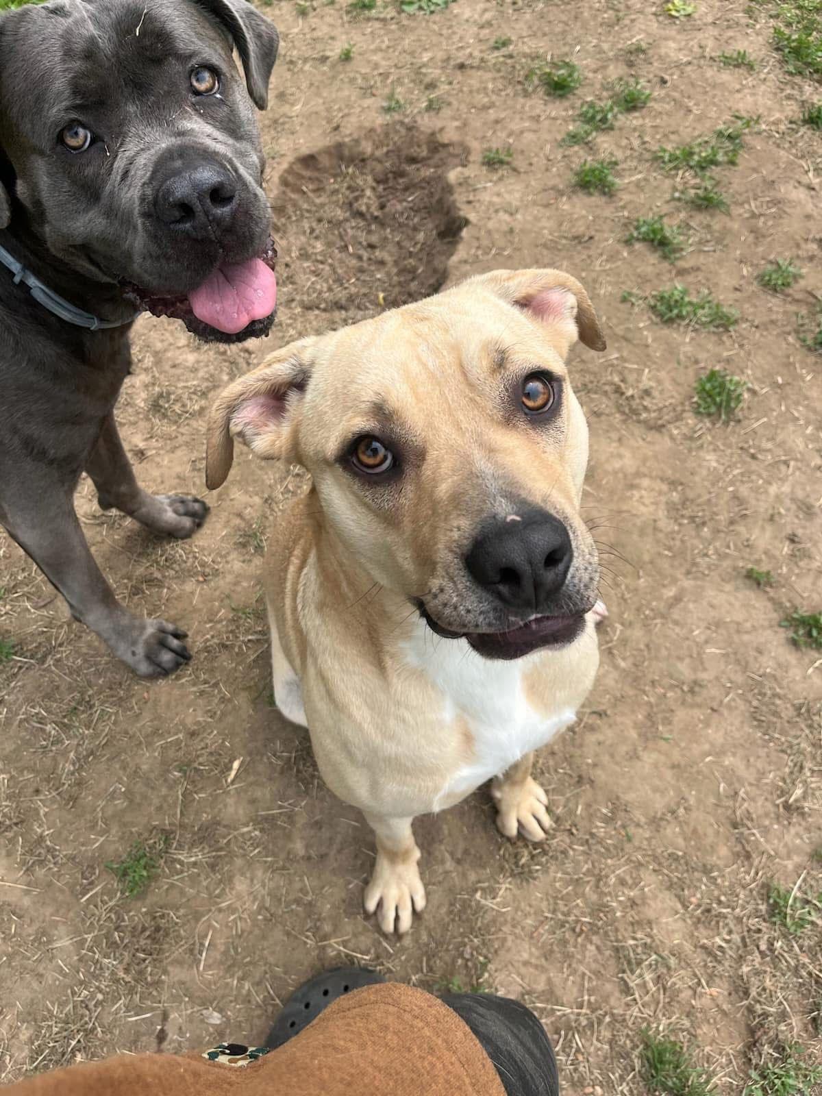 Duke, a Adoptable mixed breed in Walworth, NY image 4/4