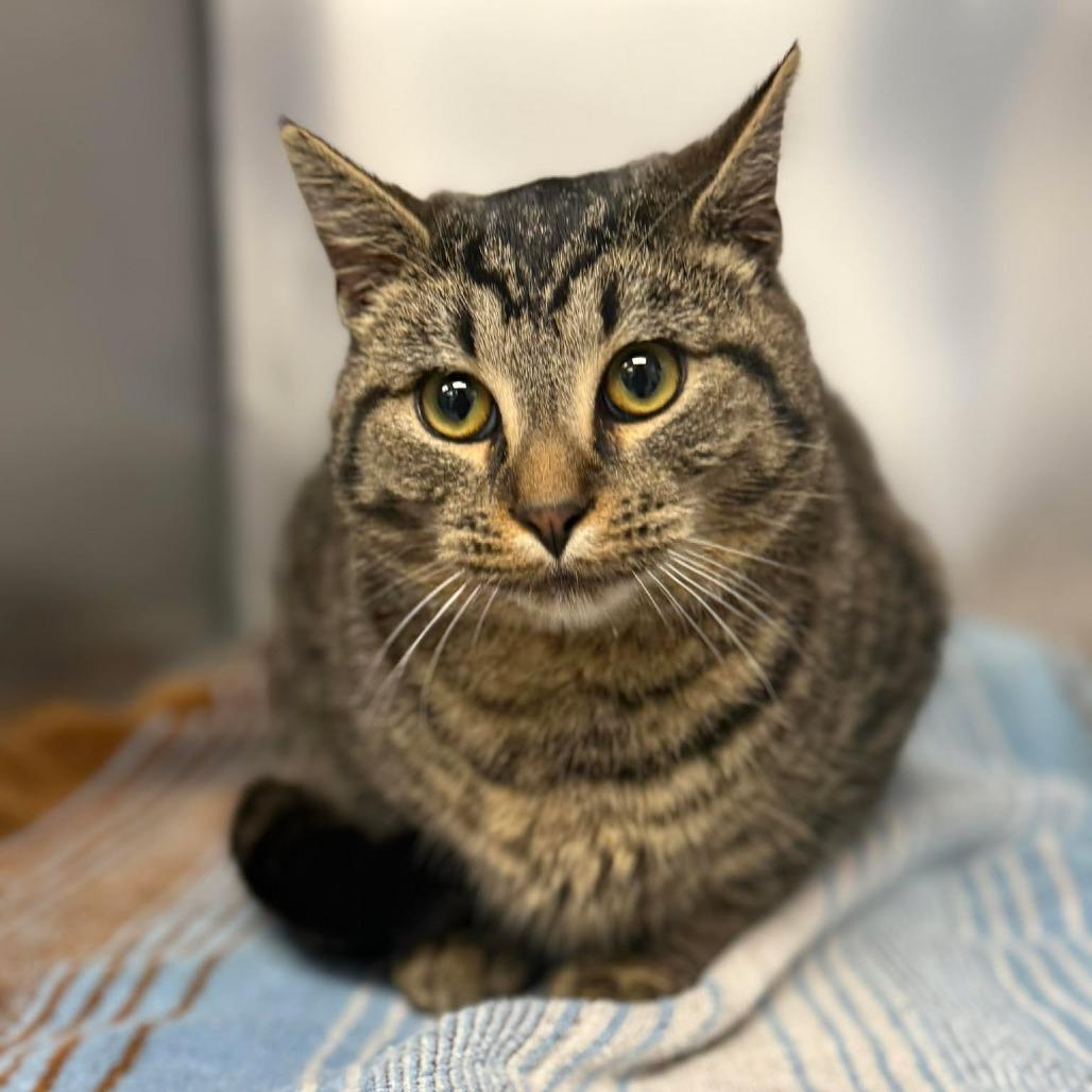 Enlarge Chip Skylark, a Adoptable Domestic Short Hair in Martinsville, VA image 3/3