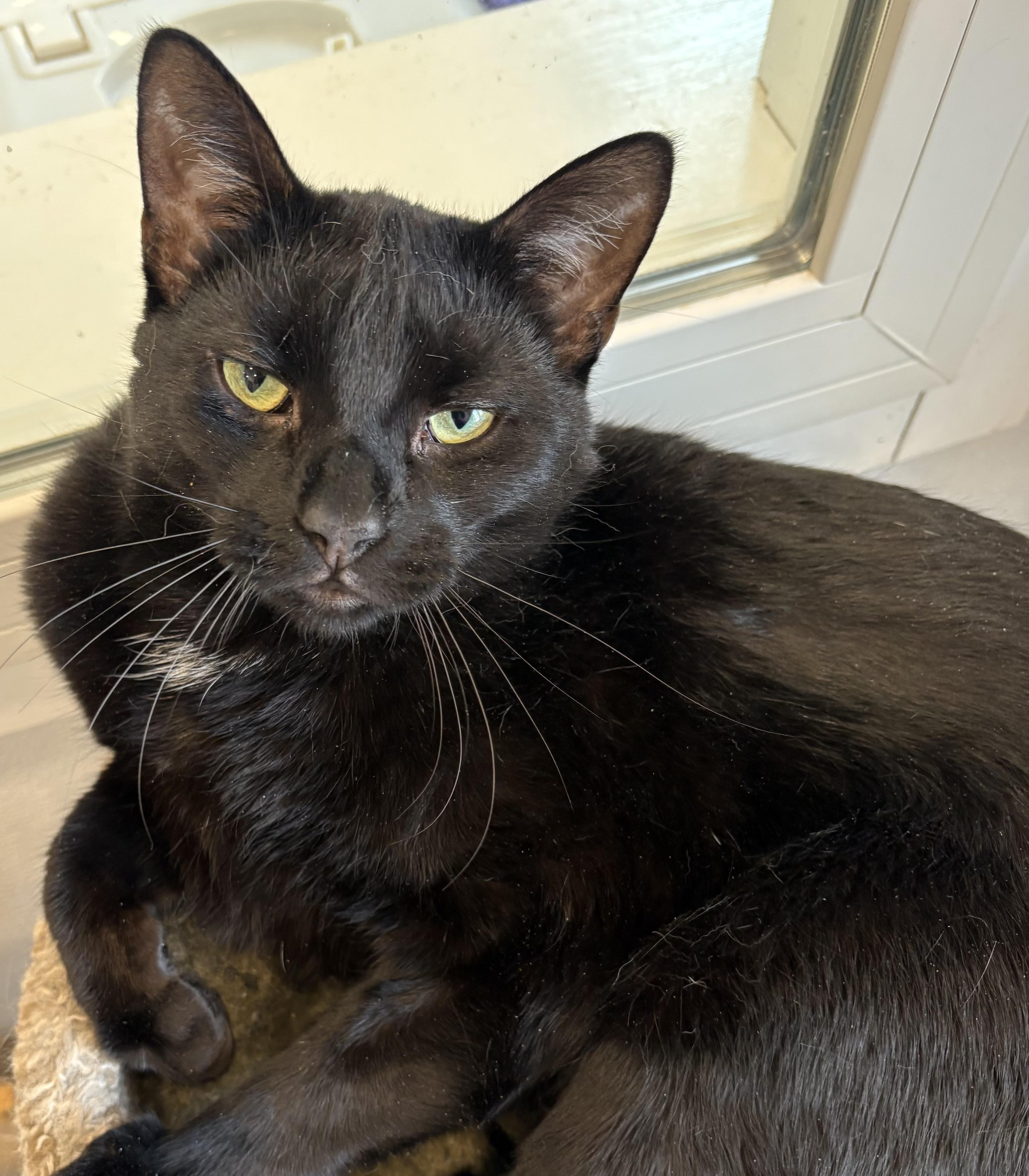 Poncho, ADOPTABLE, Adult Male Bombay.