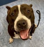 Jeremiah, a ADOPTABLE Mixed Breed in Charleston, SC image 3/3