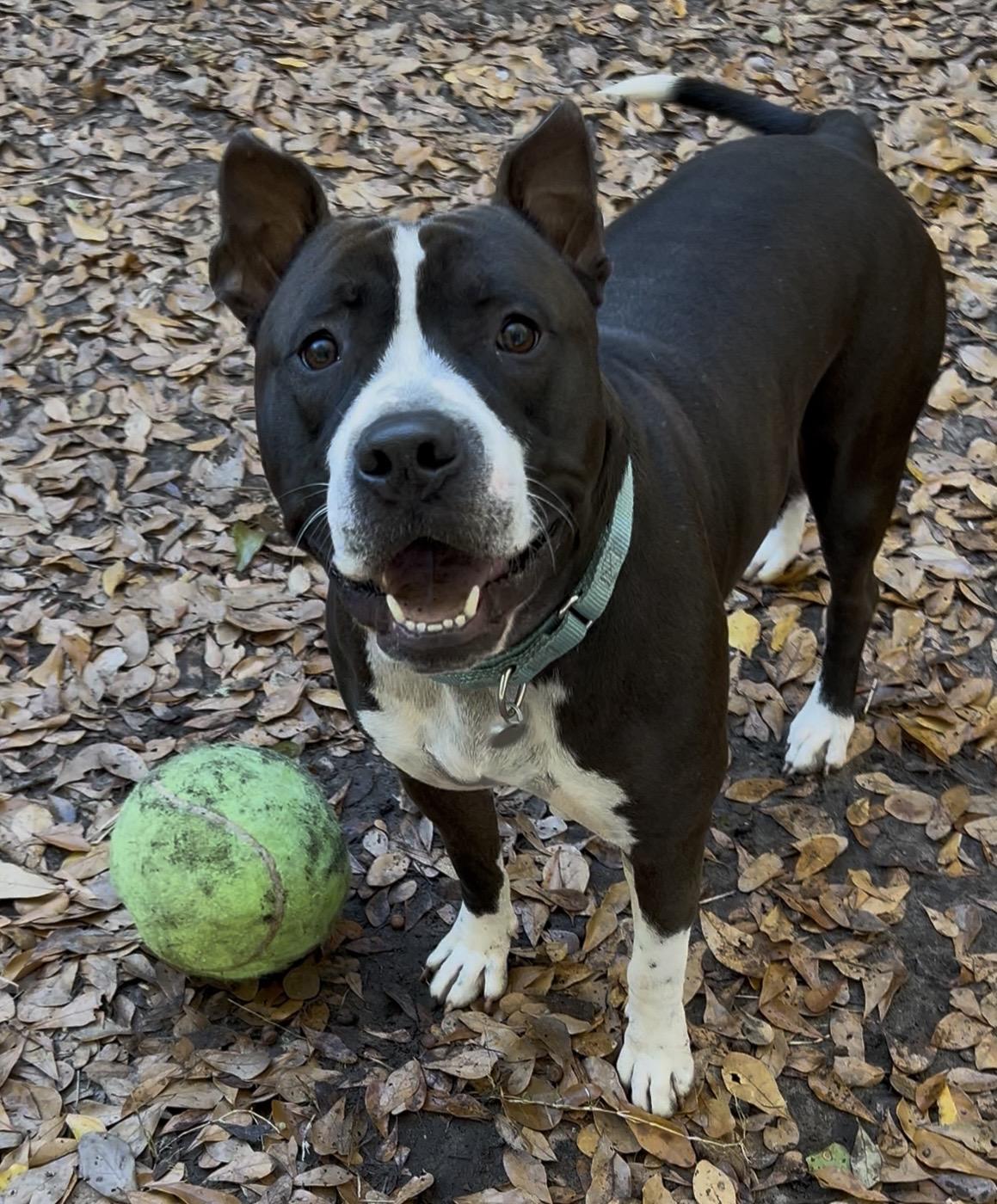 Jeremiah, a ADOPTABLE Mixed Breed in Charleston, SC image 2/3