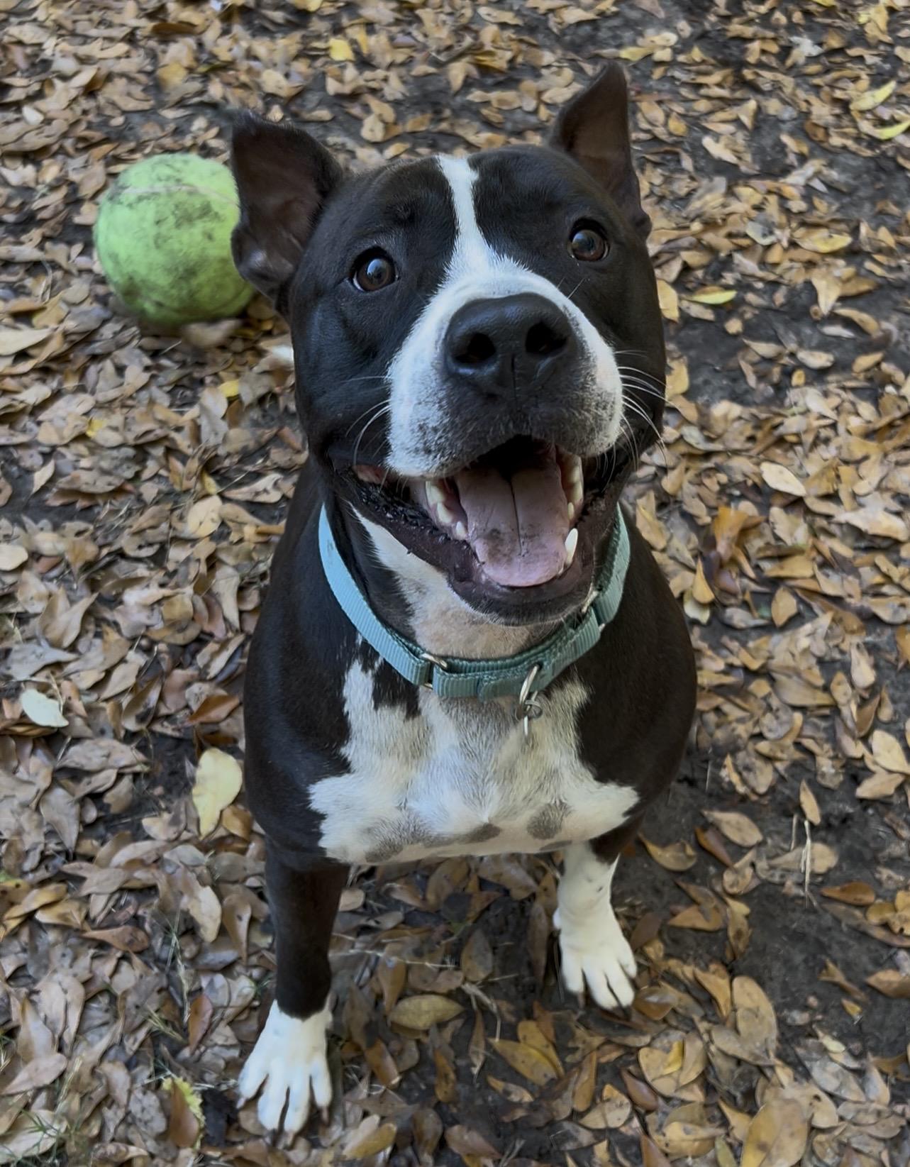 Jeremiah, a ADOPTABLE Mixed Breed in Charleston, SC image 1/3