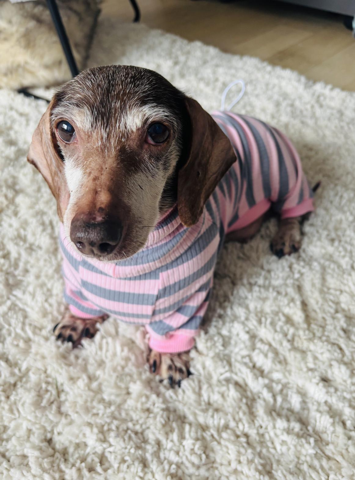 Suzy Dachshund Dog